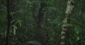 homem sentado numa árvore no meio da floresta