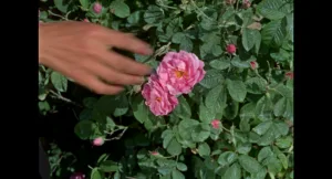 uma mão a pegar numa flor num arbusto