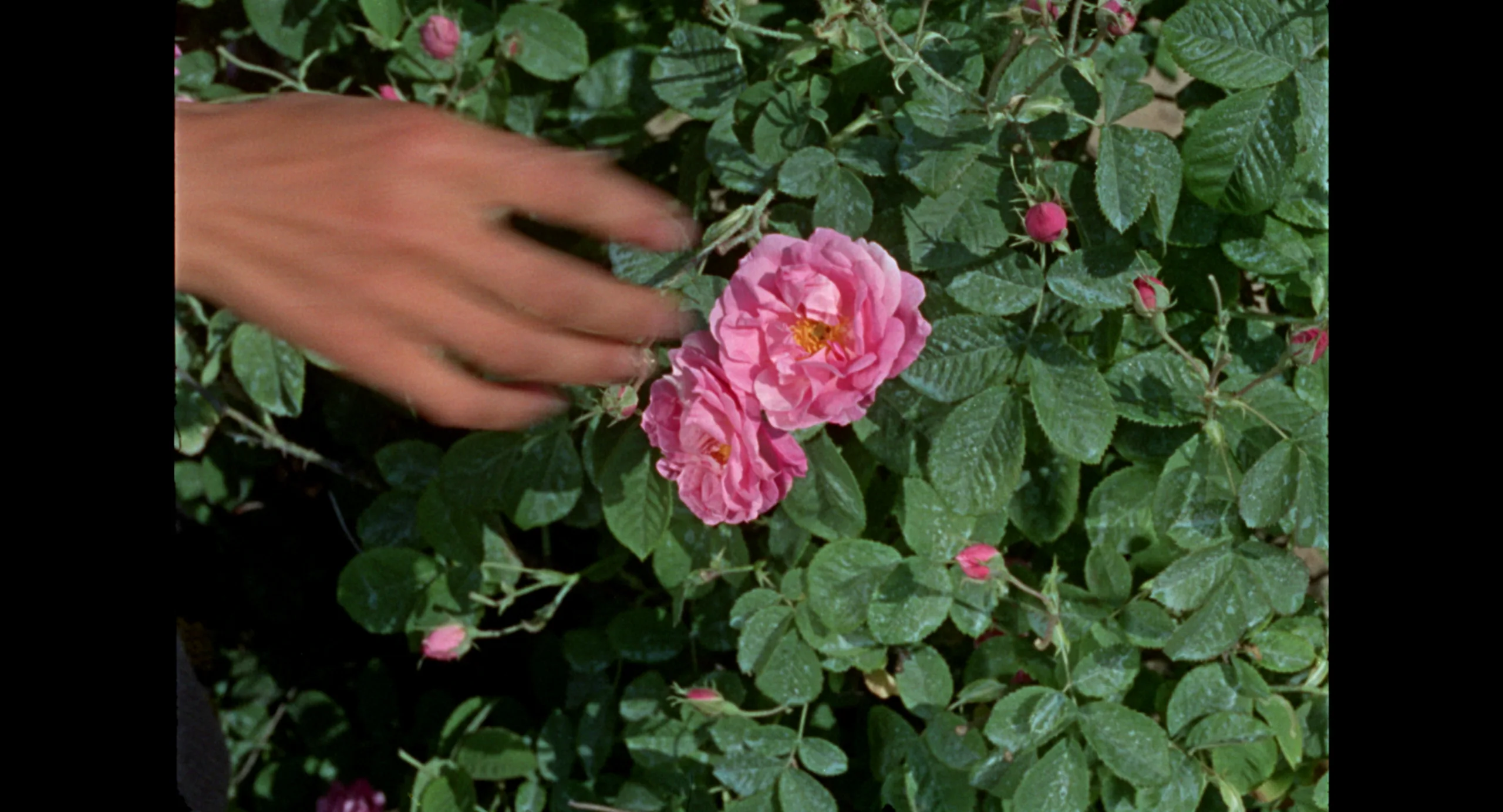 uma mão a pegar numa flor num arbusto