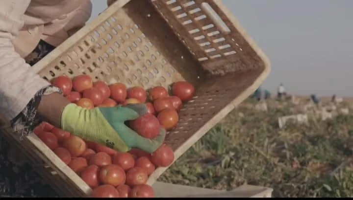 tomates a serem despejados de uma caixa