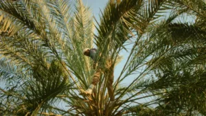 um homem em cima de uma palmeira